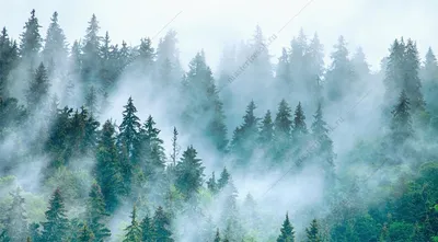 Обои Утренний лес, деревья, трава, солнце, природа 1920x1200 HD Изображение