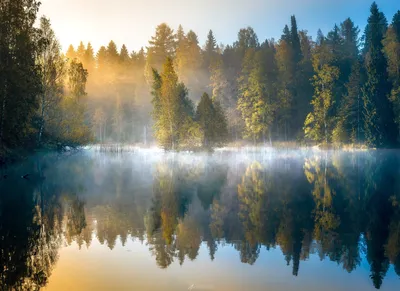 Фотообои лес в тумане купить на стену в Красноярске в интернет-магазине,  цены в Мастерфресок