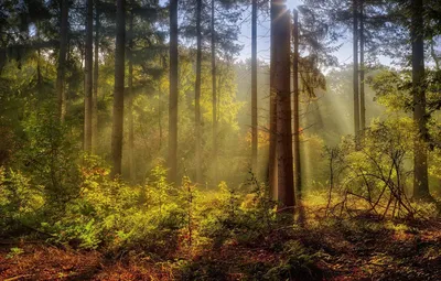 лес утро туман фон, лес, туман, раннее утро фон картинки и Фото для  бесплатной загрузки