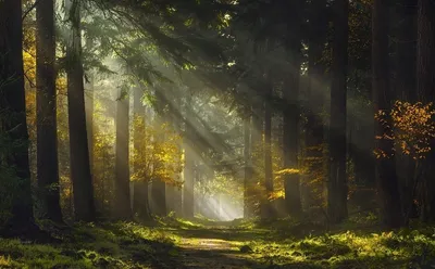 Тайна утреннего леса» картина Юшкевича Виктора маслом на холсте — заказать  на 