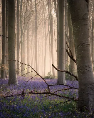 Волшебный утренний лес - 71 фото