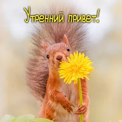 Всем утренний привет!#утренний позитивчик | TikTok