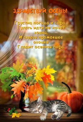 Пин от пользователя Нинель Ковешникова на доске открытки | Осень, Доброе  утро, Открытки
