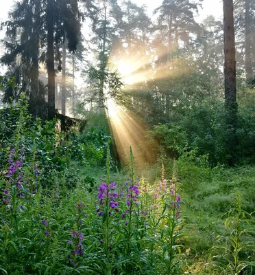 Фотообои Туманное утро в лесу на стену. Купить фотообои Туманное утро в лесу  в интернет-магазине WallArt