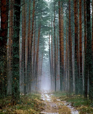 Картина Утро в сосновом лесу. Иван Шишкин