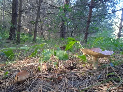 Пейзаж маслом на холсте "Туманное утро в лесу".