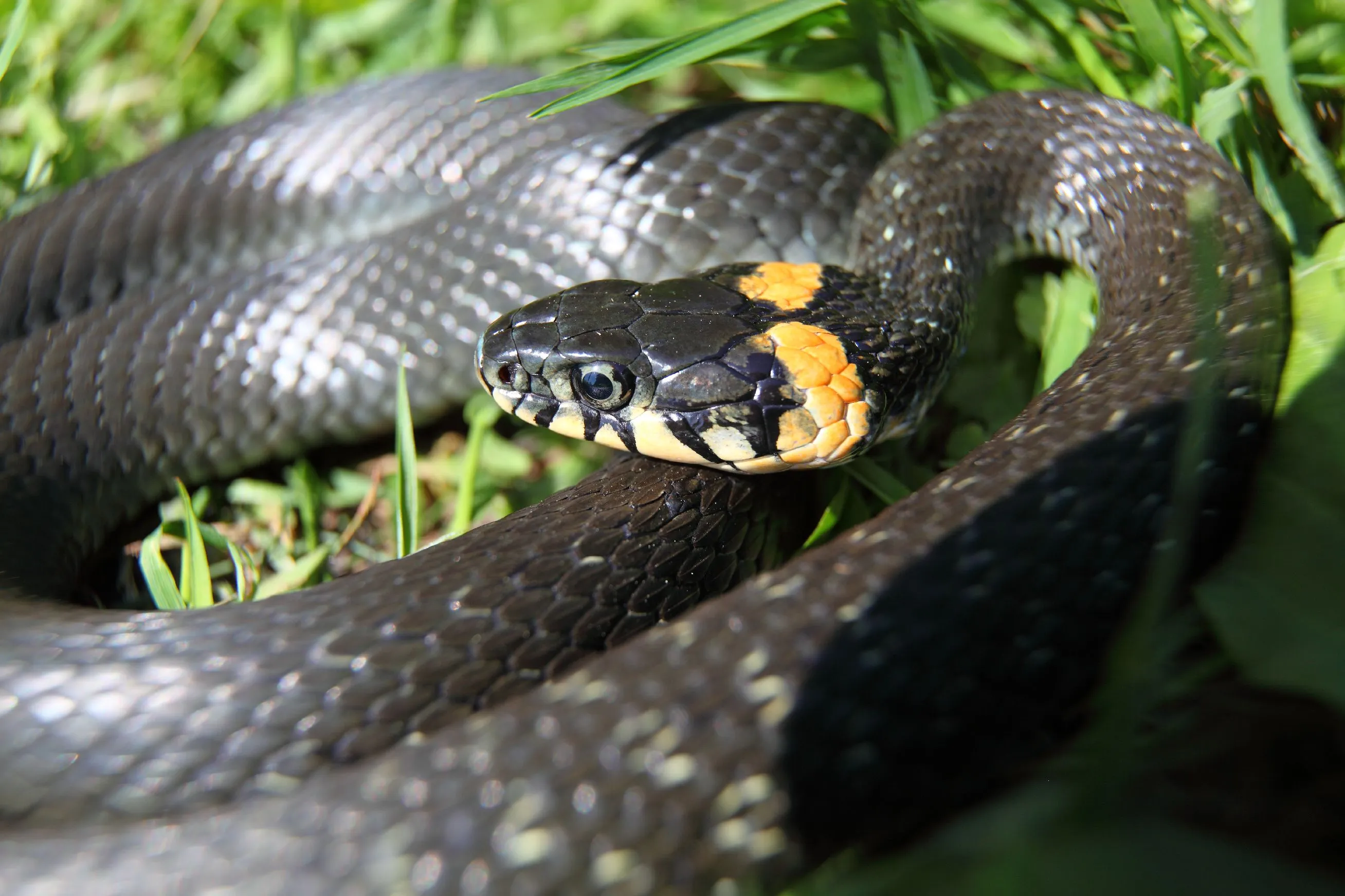 Мс змея. Обыкновенный уж Natrix Natrix. Уж обыкновенный - змея неядовитая. Змея гадюка Болотная. Черная Болотная гадюка.