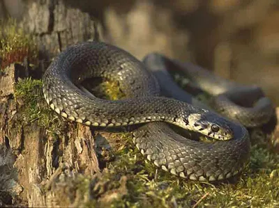 Обыкновенный уж, Natrix natrix, Grass Snake | МО, Лосиный ос… | Oleg  Nabrovenkov | Flickr