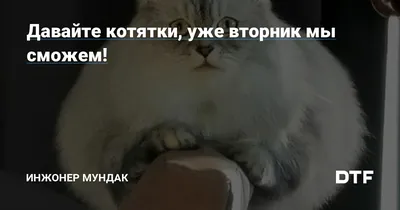 Реально только вчера был понедельник а уже вт... | Мемный Котик🍪 С.О.М |  Мемозг