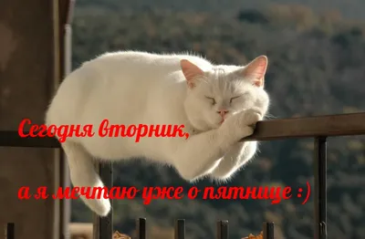 Russian Memes United on X: "It's only Wednesday, but I can't take it  anymore cat, today is Tuesday /TeIrfdil0G" / X