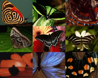 Узоры бабочки - 90 фото