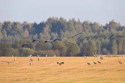 Куда улетают перелётные птицы | Яндекс.Погода | Дзен