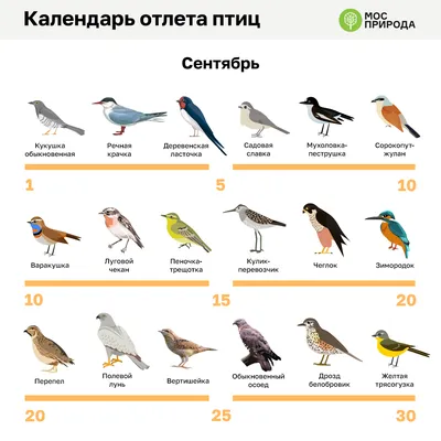 Календарь полетов. Москвичам рассказали, какие птицы улетят на зимовку  первыми и последними