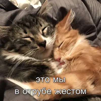 В ОТРУБЕ, ЖЕСТКОМ 🐈 Как бы вы назвали позу этого котика по-японски? Лежит  на… | Японский язык и Япония | Дзен