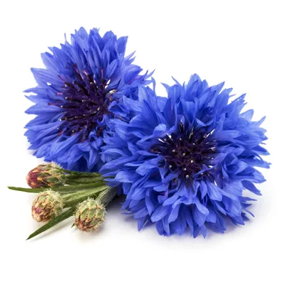 Купить Цветок искусственный "Василек", L7 W7 H68 см, 2в. gg797504 по лучшей  цене с доставкой - интернет магазин 