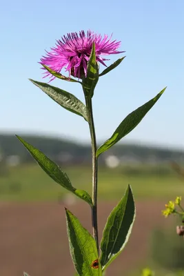 Centaurea jacea L. - Василёк луговой