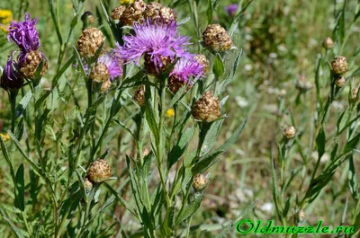 Василек луговой - Centaurea jacea L.