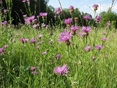 Фотокаталог растений: Василёк луговой (Centaurea jacea)