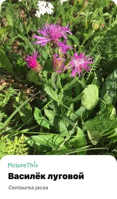 Василёк луговой (Centaurea jacea)