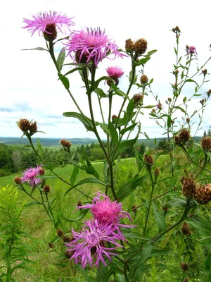 Василек синий (Centaurea cyanus L.)