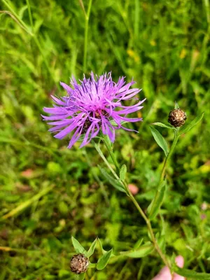 Василёк луговой (Centaurea jacea)