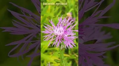 Centaurea jacea L. - Василёк луговой