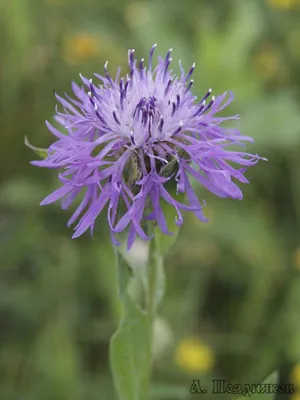 Василёк луговой (Centaurea jacea)