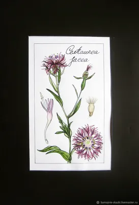 Василёк луговой (Centaurea jacea)