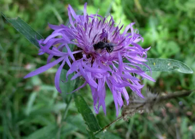 Василек луговой, Centaurea jacea