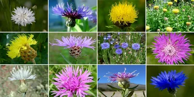 Василек луговой (Centaurea jacea)