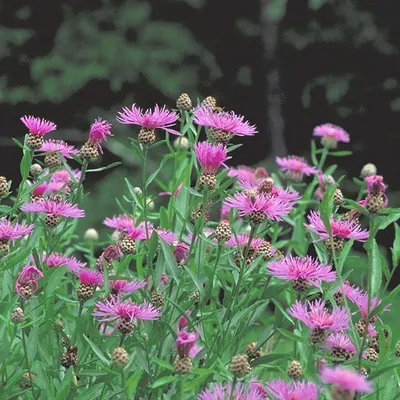 Василек луговой (Centaurea jacea L.)