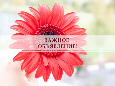 ВАЖНОЕ ОБЪЯВЛЕНИЕ! - 14 Февраля 2019 - Отдел Культуры Караидель