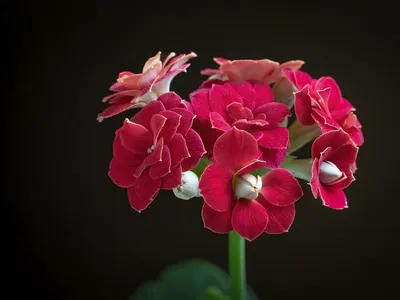 Вдовий цветок - 66 фото