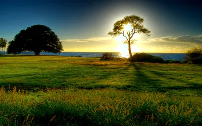 Лето природа пейзажи вечернее солнце на открытом воздухе небо филиал силуэт  фотография иллюстрация Фон И картинка для бесплатной загрузки - Pngtree