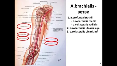 Анатомия: Вены верхней конечности. Поверхностные (подкожные) и глубокие вены  руки | Анатомия, Уроки биологии, Мобильное обучение