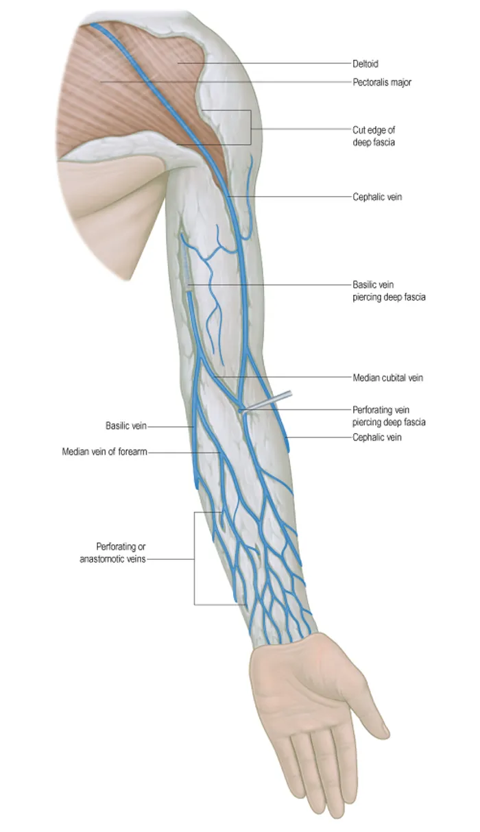 Где веня. Кубитальная Вена верхней конечности. Поверхностные вены верхней конечности анатомия. Дистальные вены верхней конечности. Периферические вены верхней конечности.