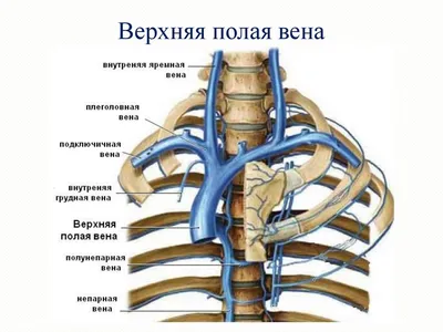 Вена (анатомия) — Википедия