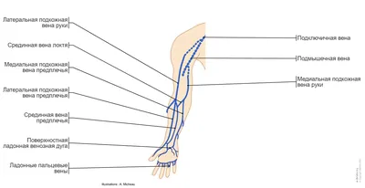 Анатомия: Вены верхней конечности. Поверхностные (подкожные) и глубокие вены  руки | Анатомия, Анатомия сердца, Анатомия человека
