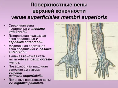 Вены головы и шеи.