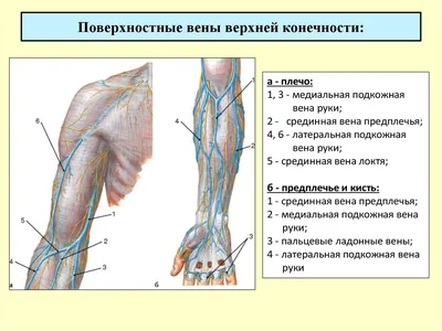 Вены большого круга кровообращения - online presentation