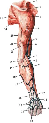 Вены верхней конечности - e-Anatomy - IMAIOS