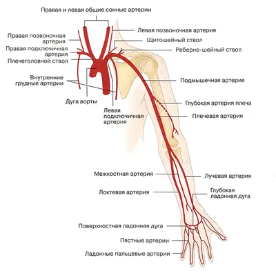 Вены верхних конечностей | Схемы Морфология (в биологии) | Docsity