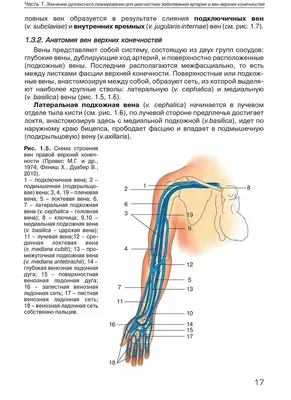 Верхняя и нижняя полые вены, их отделы - online presentation