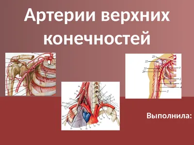 Артерии верхних конечностей | Презентации Анатомия | Docsity