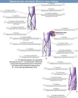 Вены верхней конечности - e-Anatomy - IMAIOS