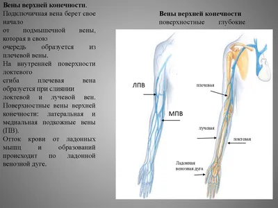 Анатомия верхней конечности | e-Anatomy