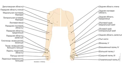 Анатомия верхней конечности | e-Anatomy