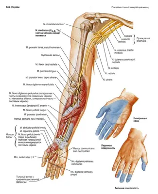 Сосуды и нервы верхней конечности - здоровье и спорт | Median nerve, Nerve  anatomy, Nerve