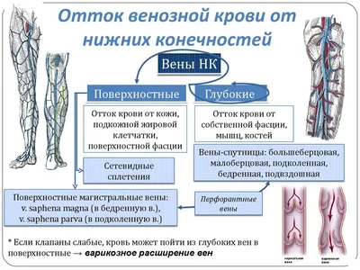 Анатомия для студентов медицинских ВУЗов (часть 4: Вены) | Good doctor |  Дзен