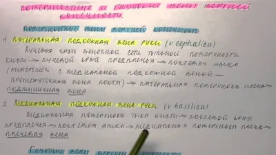 Компьютерная мультимедийная презентация к учебному занятию "Вены большого  круга кровообращения"